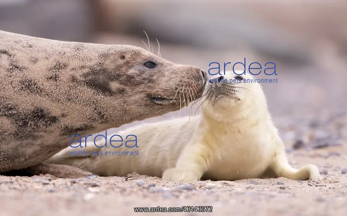 : Grey Seal. Nose contact between Grey Seal (Halichoerus grypus) pup and its mother : Grey Seal. Nose contact between Grey Seal (Halichoerus grypus) pup and its mother
