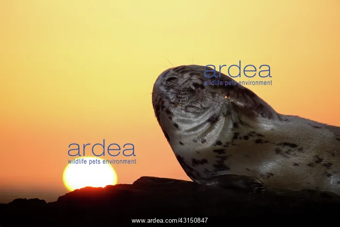 : Grey Seal (Halichoerus grypus) scratching its head at sunrise : Grey Seal (Halichoerus grypus) scratching its head at sunrise