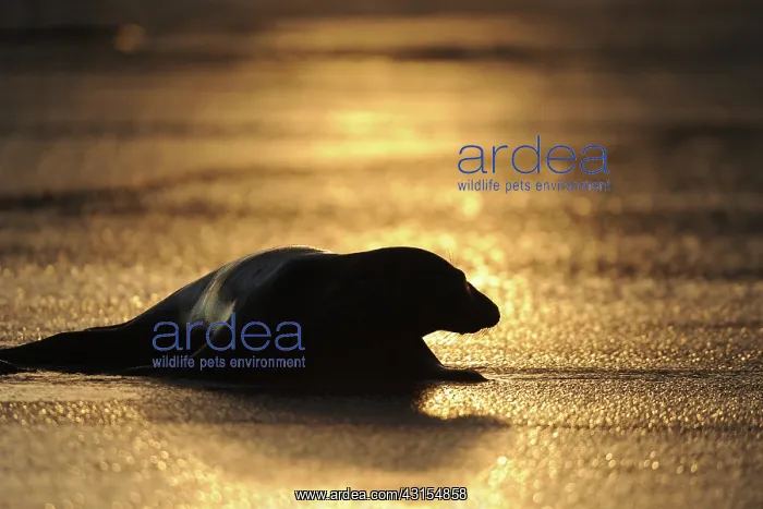 : Grey Seal (Halichoerus grypus) lying on the beach in early morning light : Grey Seal (Halichoerus grypus) lying on the beach in early morning light
