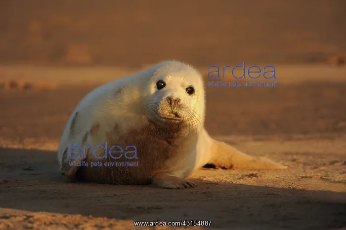: Grey Seal (Halichoerus grypus) pup lying on the beach in morning light : Grey Seal (Halichoerus grypus) pup lying on the beach in morning light