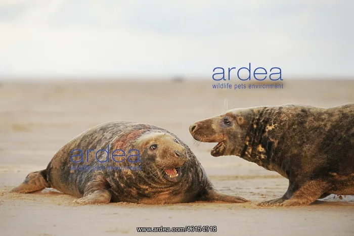 : Grey Seal (Halichoerus grypus) two males fighting on the beach : Grey Seal (Halichoerus grypus) two males fighting on the beach
