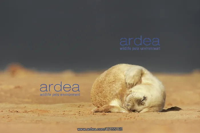 : Grey Seal (Halichoerus grypus) newborn puppy sleeping on the beach : Grey Seal (Halichoerus grypus) newborn puppy sleeping on the beach