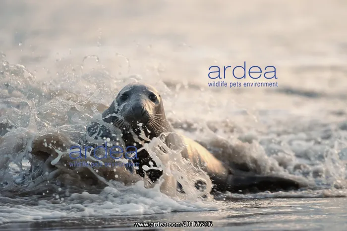 : Grey Seal (Halichoerus grypus) swimming in surf : Grey Seal (Halichoerus grypus) swimming in surf