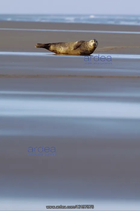 : Grey Seal (Halichoerus grypus) lying on the beach : Grey Seal (Halichoerus grypus) lying on the beach