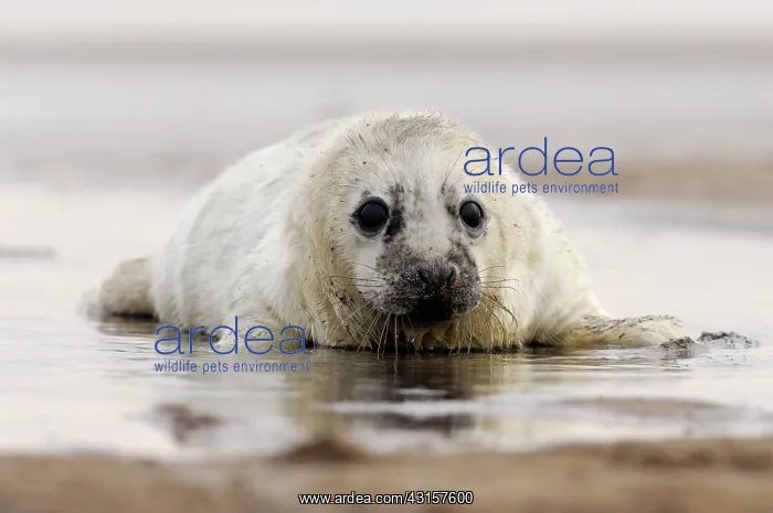: Grey Seal (Halichoerus grypus) pup getting wet and cold when the tide is coming in : Grey Seal (Halichoerus grypus) pup getting wet and cold when the tide is coming in