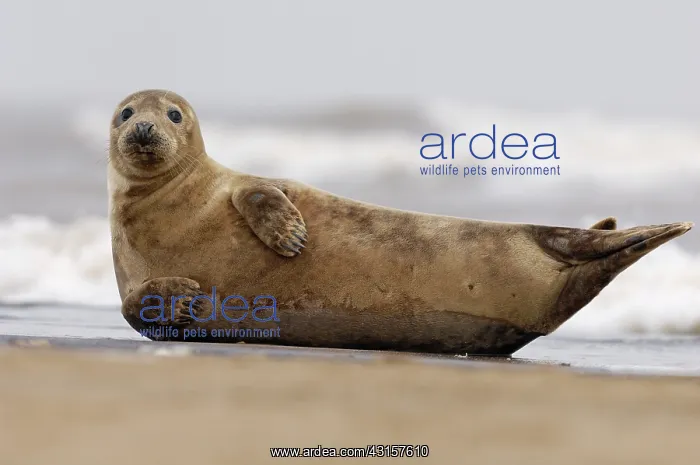 : Grey Seal (Halichoerus grypus) resting near surf : Grey Seal (Halichoerus grypus) resting near surf