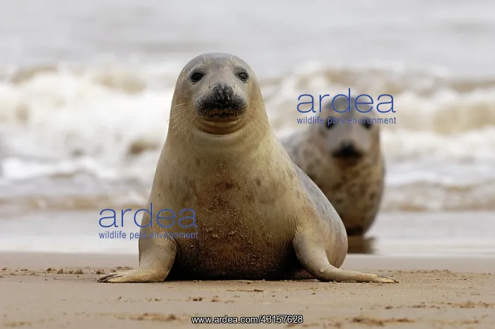 : Grey Seal (Halichoerus grypus) lying in surf : Grey Seal (Halichoerus grypus) lying in surf