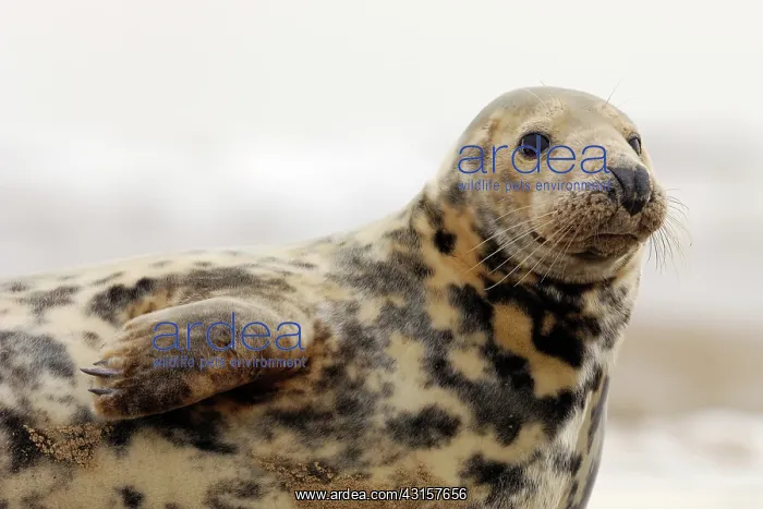 : Grey Seal (Halichoerus grypus) resting at the waterline : Grey Seal (Halichoerus grypus) resting at the waterline