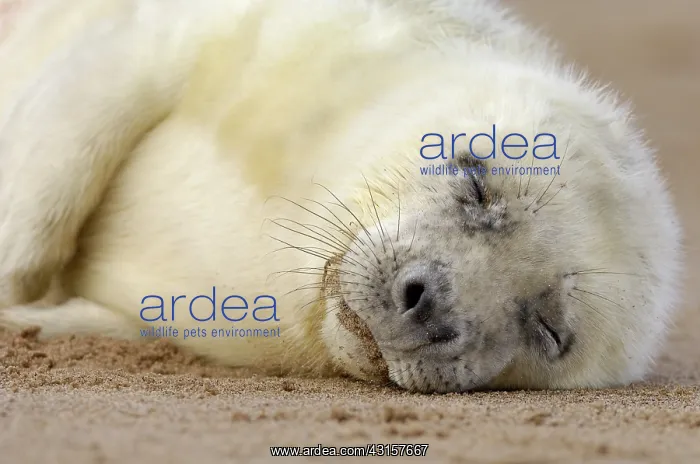 : Grey Seal (Halichoerus grypus) pup sleeping on the sand : Grey Seal (Halichoerus grypus) pup sleeping on the sand