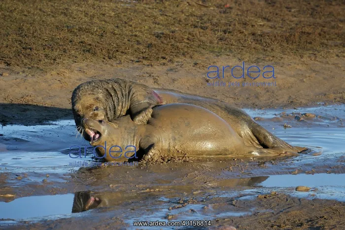 : Grey Seal (Halichoerus grypus) adults copulating : Grey Seal (Halichoerus grypus) adults copulating