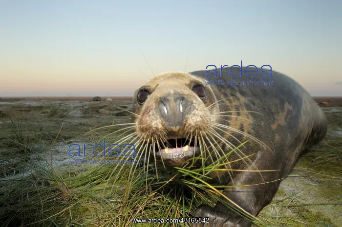 : Grey Seal (Halichoerus grypus) adult in grass : Grey Seal (Halichoerus grypus) adult in grass