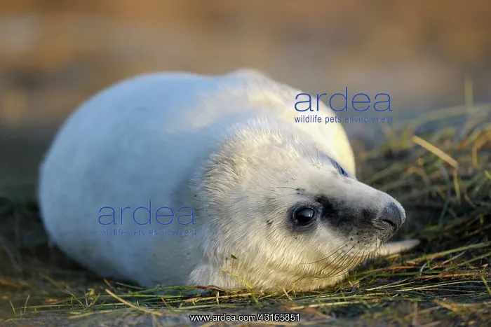 : Grey Seal (Halichoerus grypus) pup in grass : Grey Seal (Halichoerus grypus) pup in grass