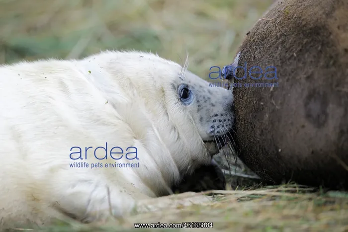 : Grey Seal (Halichoerus grypus) pup suckling : Grey Seal (Halichoerus grypus) pup suckling