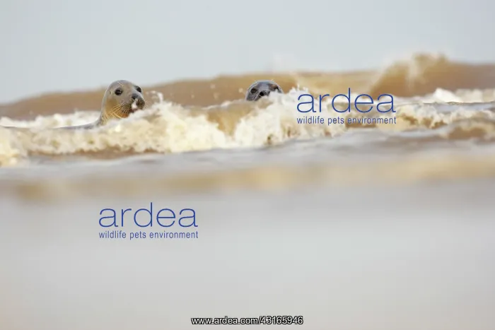 : Grey Seal (Halichoerus grypus) swimming in sea : Grey Seal (Halichoerus grypus) swimming in sea