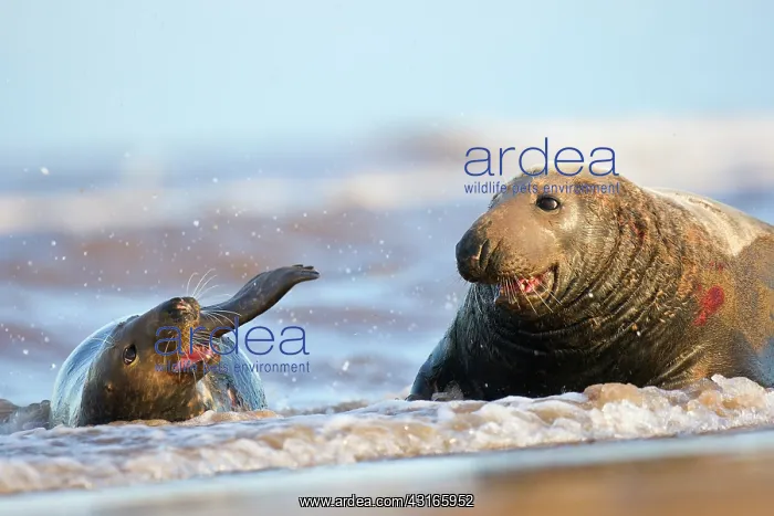 : Grey Seal (Halichoerus grypus) fighting in surf : Grey Seal (Halichoerus grypus) fighting in surf