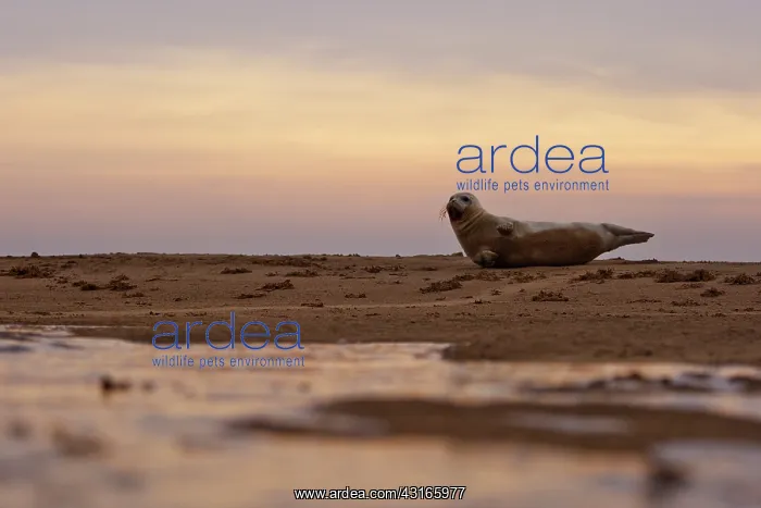 : Grey Seal (Halichoerus grypus) lying on beach : Grey Seal (Halichoerus grypus) lying on beach
