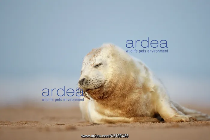 : Grey Seal (Halichoerus grypus) pup lying on beach : Grey Seal (Halichoerus grypus) pup lying on beach