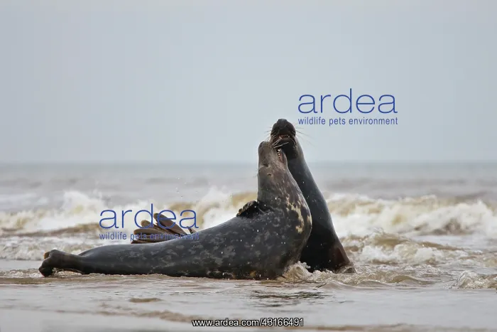 : Grey Seal (Halichoerus grypus) fighting in surf : Grey Seal (Halichoerus grypus) fighting in surf