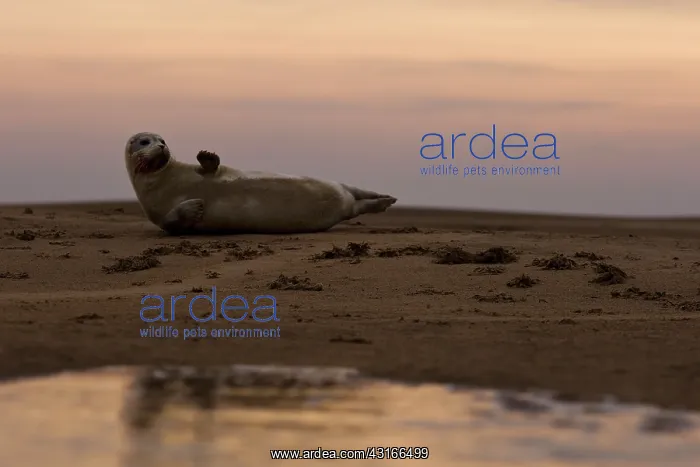 : Grey Seal (Halichoerus grypus) lying on beach : Grey Seal (Halichoerus grypus) lying on beach