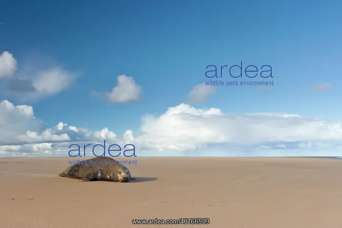 : Grey Seal (Halichoerus grypus) lying on beach : Grey Seal (Halichoerus grypus) lying on beach