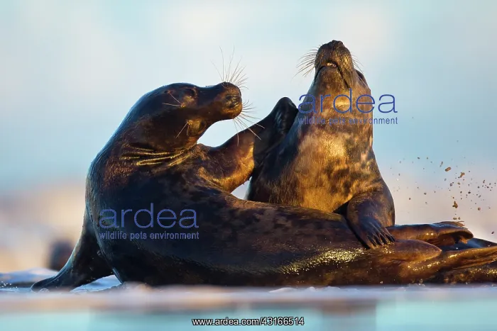 : Grey Seal (Halichoerus grypus) fighting in surf : Grey Seal (Halichoerus grypus) fighting in surf