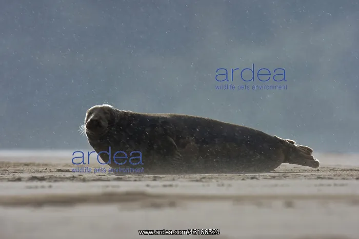 : Grey Seal (Halichoerus grypus) lying on beach in rain : Grey Seal (Halichoerus grypus) lying on beach in rain