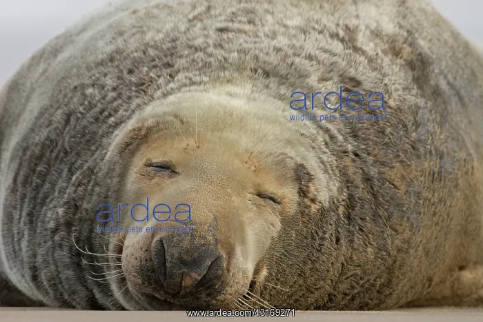 : Grey Seal (Halichoerus grypus) sleeping bull, Donna Nook, Lincolnshire, England, England : Grey Seal (Halichoerus grypus) sleeping bull, Donna Nook, Lincolnshire, England, England