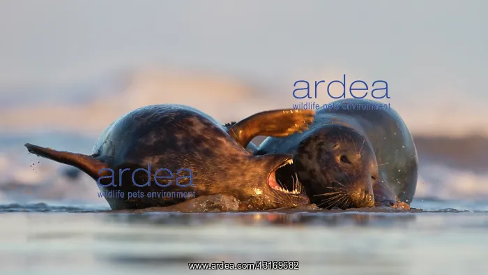 : Grey Seal (Halichoerus grypus) juveniles fighting in the surf : Grey Seal (Halichoerus grypus) juveniles fighting in the surf