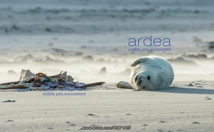 : Grey Seal. Young grey seal (Halichoerus grypus) laying on the beach : Grey Seal. Young grey seal (Halichoerus grypus) laying on the beach