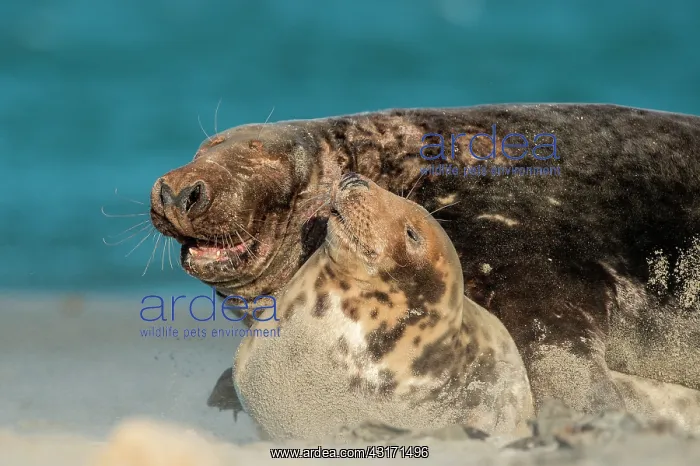 : Grey Seal. Mating grey seals (Halichoerus grypus) on the beach of the island Dane : Grey Seal. Mating grey seals (Halichoerus grypus) on the beach of the island Dane