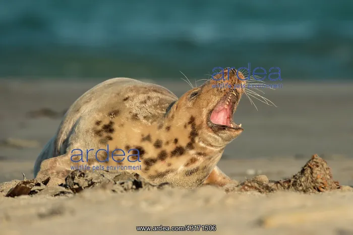 : Grey Seal. A female grey seal (Halichoerus grypus) is howling to a male : Grey Seal. A female grey seal (Halichoerus grypus) is howling to a male
