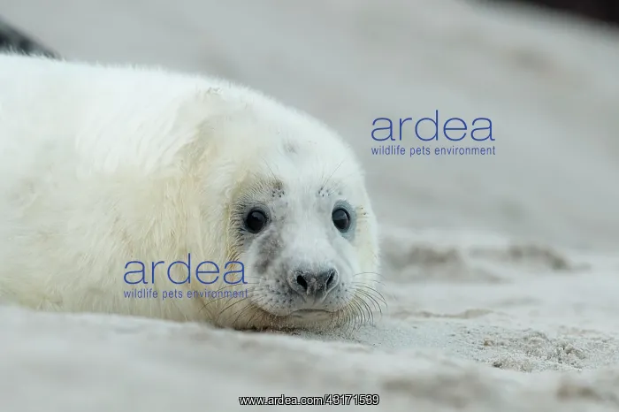 : Grey Seal. Close-up of a young white Grey Seal : Grey Seal. Close-up of a young white Grey Seal