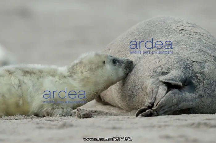 : Grey Seal. Close-up from a newborn Grey Seal : Grey Seal. Close-up from a newborn Grey Seal