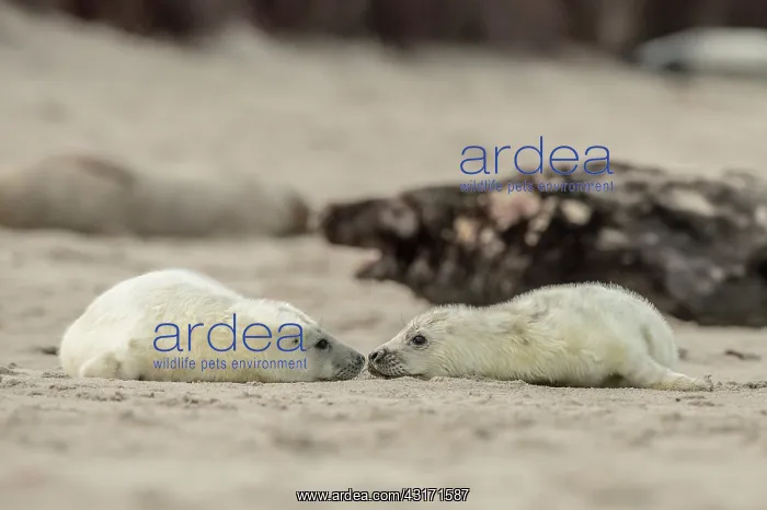 : Grey Seal. Two little baby Grey Seal (Halichoerus grypus) are making contact : Grey Seal. Two little baby Grey Seal (Halichoerus grypus) are making contact