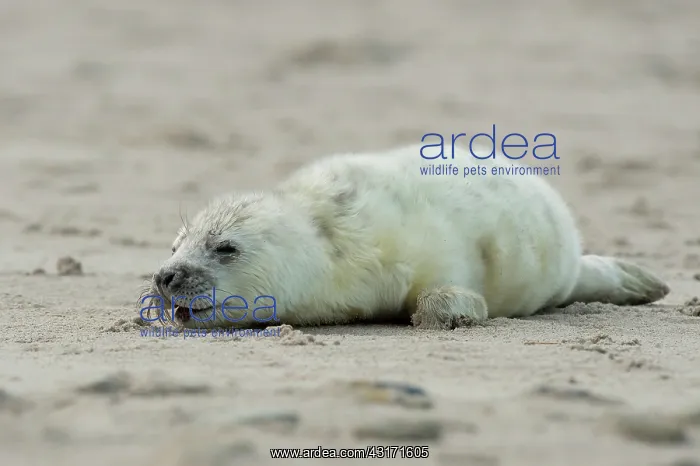 : Grey Seal. A newborn Grey Seal (Halichoerus grypus) is calling for it's : Grey Seal. A newborn Grey Seal (Halichoerus grypus) is calling for it's