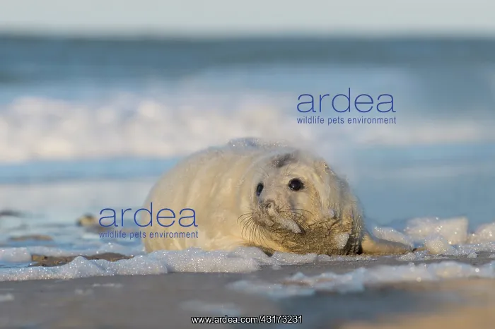 : Grey Seal (Halichoerus grypus) pup playing on the beach in the surf : Grey Seal (Halichoerus grypus) pup playing on the beach in the surf