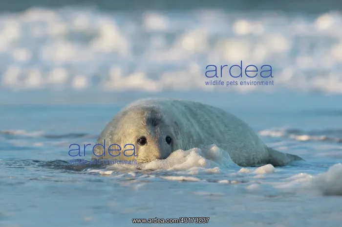 : Grey Seal (Halichoerus grypus) pup playing on the beach in the surf : Grey Seal (Halichoerus grypus) pup playing on the beach in the surf