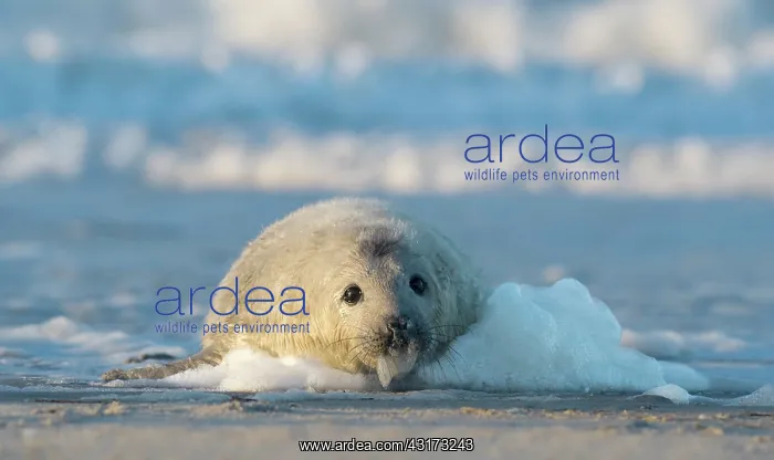: Grey Seal (Halichoerus grypus) pup playing on the beach in the surf : Grey Seal (Halichoerus grypus) pup playing on the beach in the surf