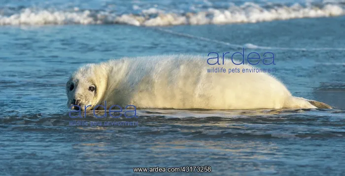 : Grey Seal (Halichoerus grypus) pup resting in shallow sea water : Grey Seal (Halichoerus grypus) pup resting in shallow sea water