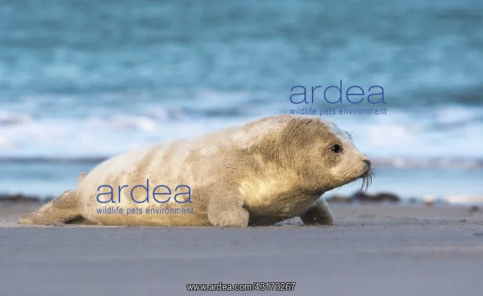 : Grey Seal (Halichoerus grypus) young laying on the beach : Grey Seal (Halichoerus grypus) young laying on the beach