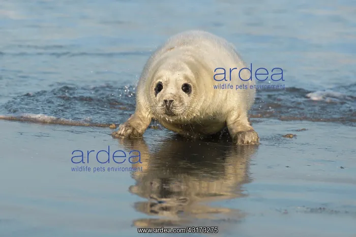 : Grey Seal (Halichoerus grypus) young coming out of the shalow water : Grey Seal (Halichoerus grypus) young coming out of the shalow water