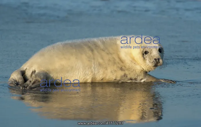 : Grey Seal (Halichoerus grypus) young resting in the shallow water : Grey Seal (Halichoerus grypus) young resting in the shallow water