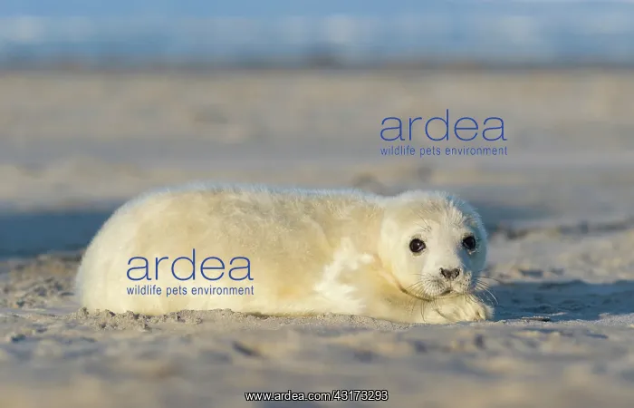 : Grey Seal (Halichoerus grypus) resting on the beach : Grey Seal (Halichoerus grypus) resting on the beach