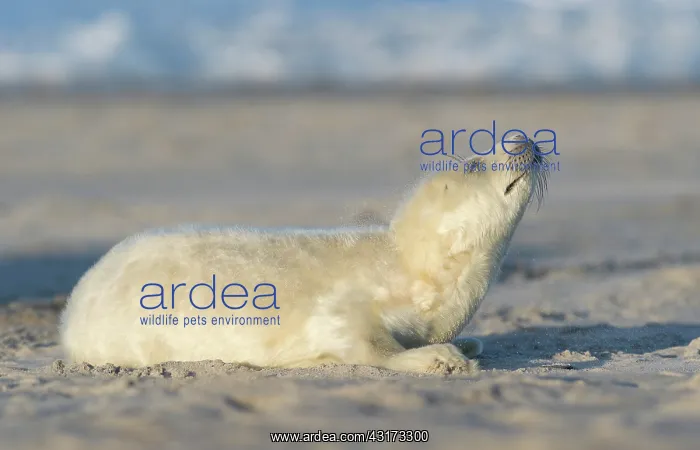 : Grey Seal (Halichoerus grypus) young resting on the beach : Grey Seal (Halichoerus grypus) young resting on the beach
