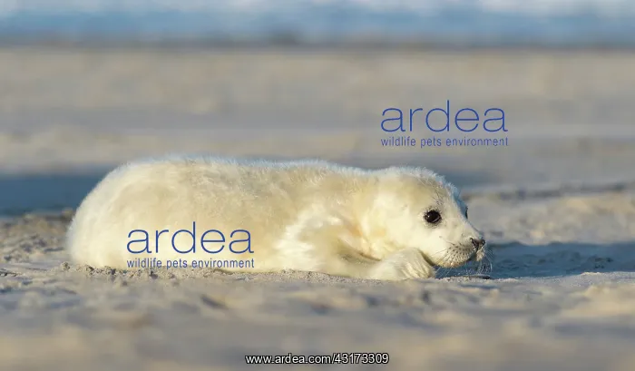 : Grey Seal (Halichoerus grypus) pup resting on the beach : Grey Seal (Halichoerus grypus) pup resting on the beach