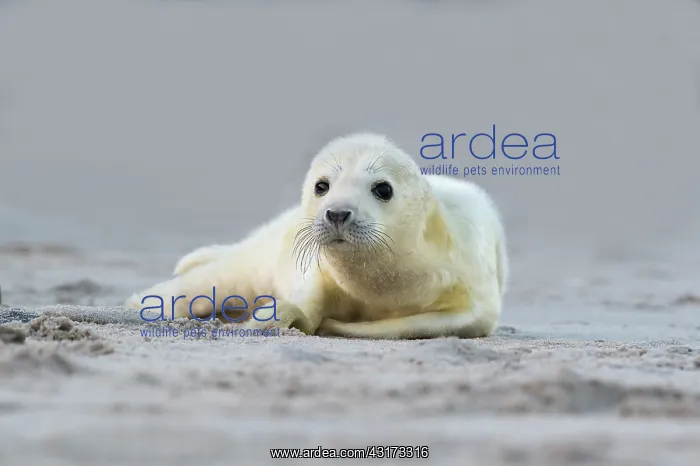 : Grey Seal (Halichoerus grypus) pup resting resting on the beach : Grey Seal (Halichoerus grypus) pup resting resting on the beach
