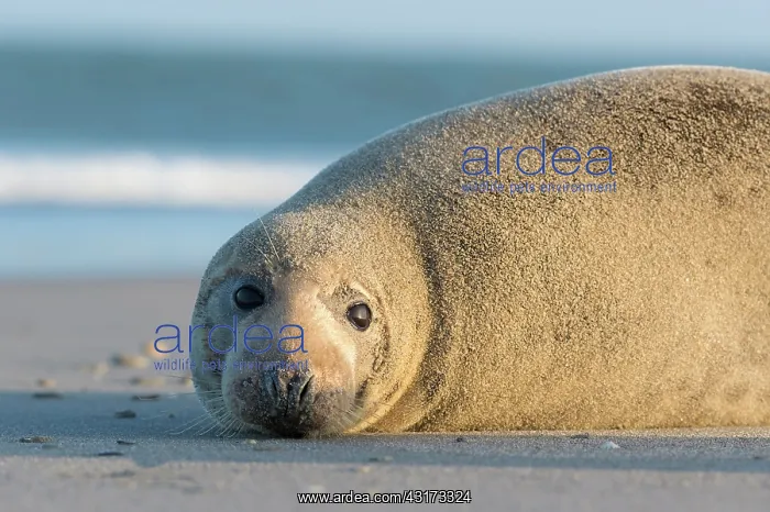 : Grey Seal (Halichoerus grypus) resting on the beach : Grey Seal (Halichoerus grypus) resting on the beach