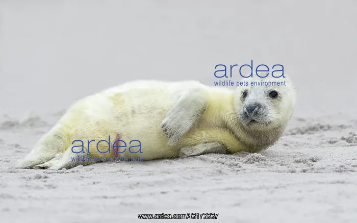 : Grey Seal (Halichoerus grypus) young resting on the beach : Grey Seal (Halichoerus grypus) young resting on the beach