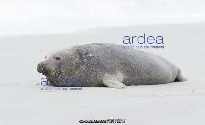 : Grey Seal (Halichoerus grypus) male resting on the beach in a sandstorm : Grey Seal (Halichoerus grypus) male resting on the beach in a sandstorm