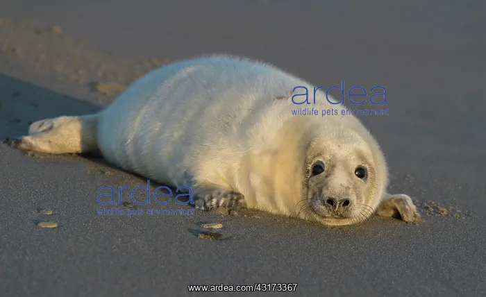 : Grey Seal (Halichoerus grypus) young resting on the beach : Grey Seal (Halichoerus grypus) young resting on the beach